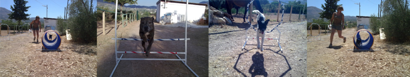 agility