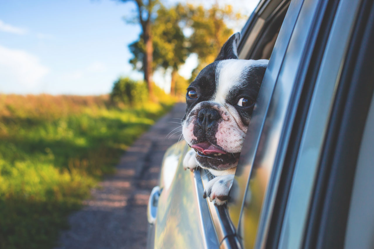 Image of a dog with its head out of a car window
