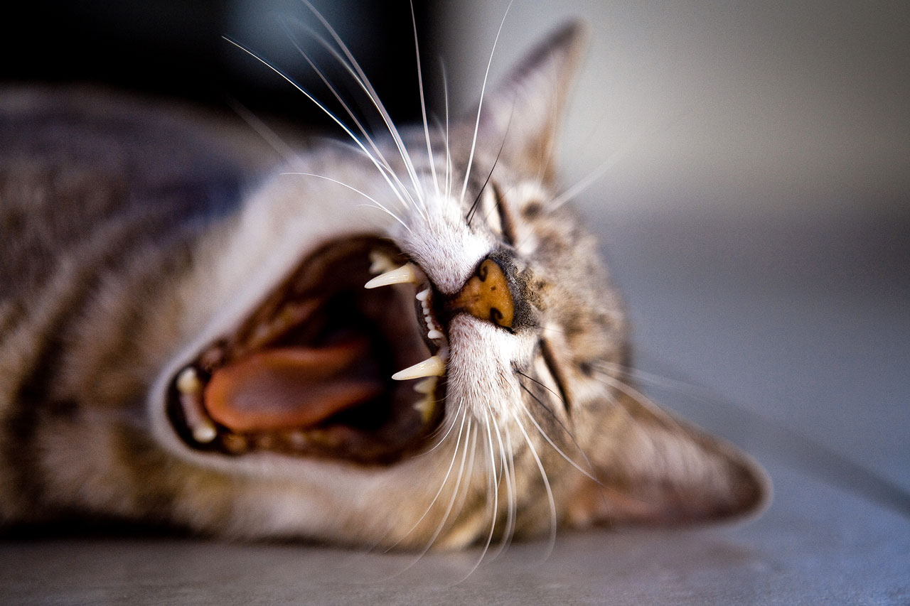 Image of a yawning cat